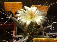 Leuchtenbergia principis 3.jpg