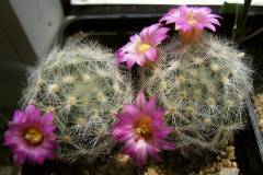 Mammillaria laui 5.jpg