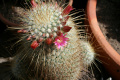 Mammillaria magnifica 2.jpg