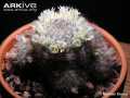 Mammillaria picta 3.jpg