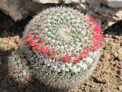 Mammillaria scrippsiana.jpg