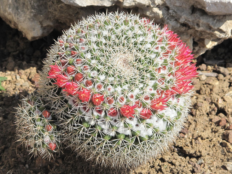 Файл:Mammillaria scrippsiana.jpg