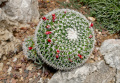 Mammillaria scrippsiana 2.jpg
