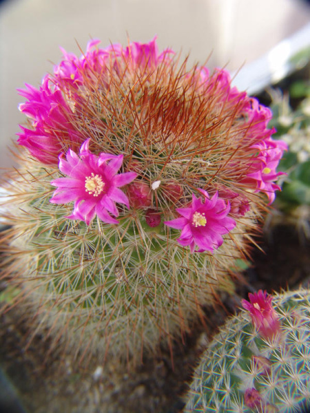 Файл:Mammillaria spinosissima ssp. spinosissima w600.jpg