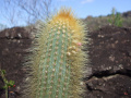 Micranthocereus auriazureus
