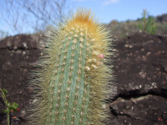Micranthocereus auriazureus 1.JPG