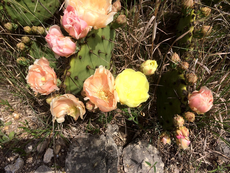 Файл:Opuntia atrispina 459.jpg