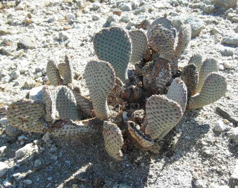 Файл:Opuntia basilaris 6.JPG