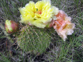Opuntia polyacantha