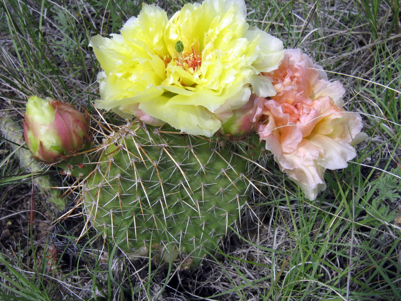 Файл:Opuntia polyacantha 2.JPG