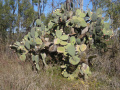 Opuntia robusta growth form.jpg