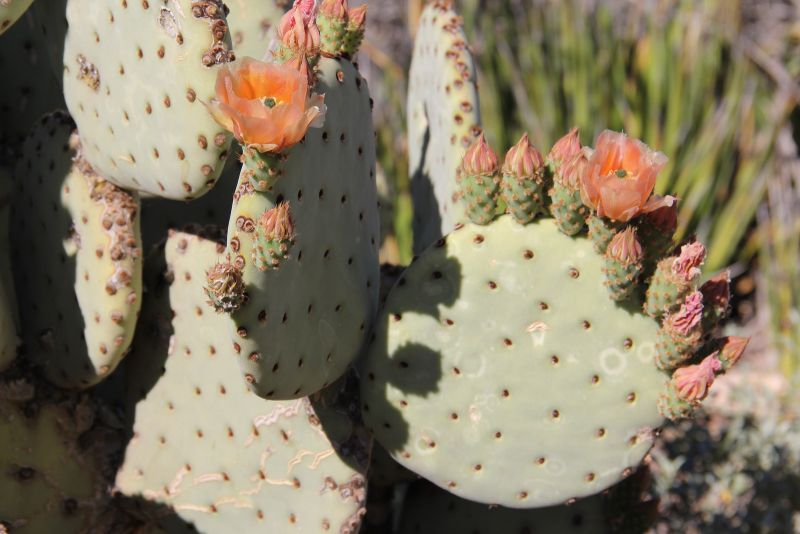 Файл:Opuntia rufida 1.jpg