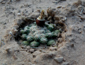 Pediocactus bradyi ssp. despainii