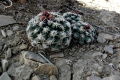 Pediocactus bradyi ssp. despainii