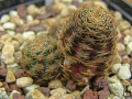 Rebutia pygmaea 2.jpg