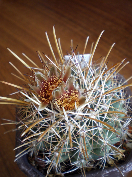 Файл:Sclerocactus scheeri DJF585.jpg