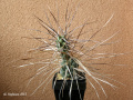 Tephrocactus aoracanthus var. paediophillus
