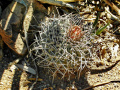 Thelocactus rinconensis