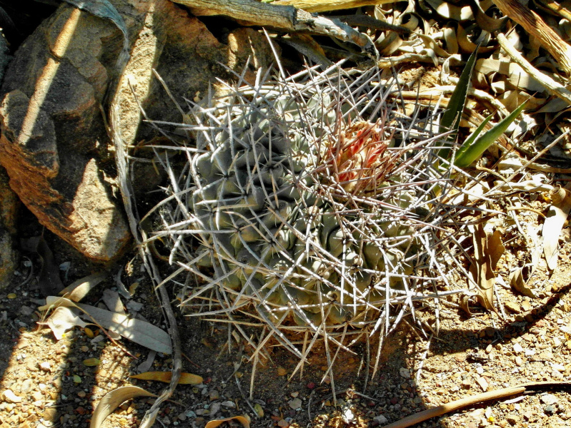 Файл:Thelocactus rinconensis 1.jpg