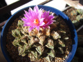 Ariocarpus fissuratus 3.jpg