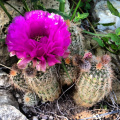 Echinocereus reichenbachii