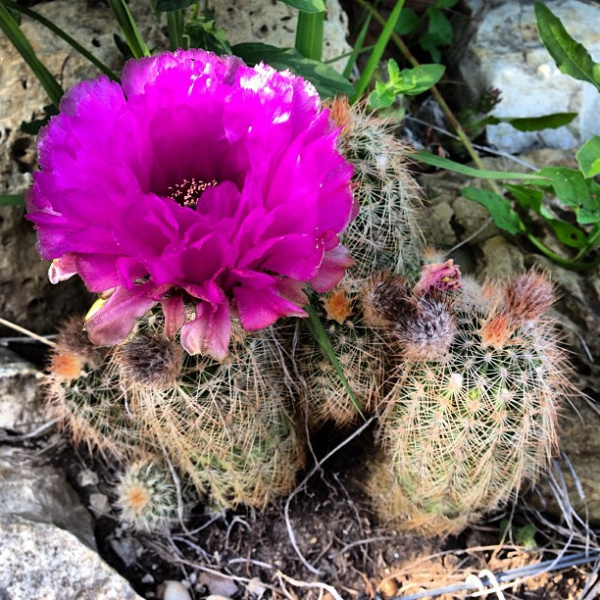 Файл:Echinocereus reichenbachii h6.jpg