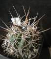 Echinopsis ferox v. longispina.jpg