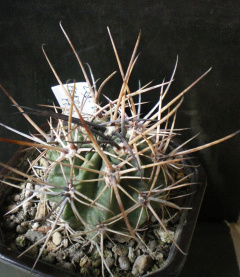 Echinopsis ferox v. longispina.jpg