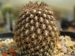 Eriosyce napina ssp. aerocarpa.jpg