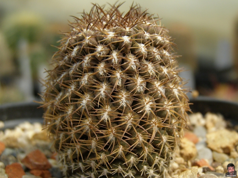 Файл:Eriosyce napina ssp. aerocarpa.jpg