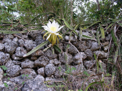 Hylocereus triangularis-2.JPG