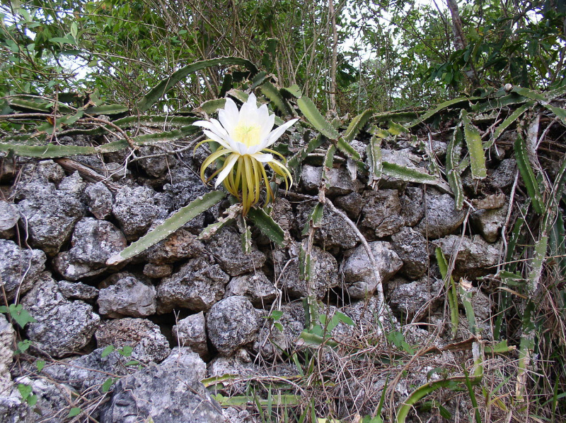 Файл:Hylocereus triangularis-2.JPG