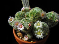 Mammillaria schiedeana giselae 10.jpg