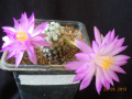 Mammillaria theresae 2.jpg