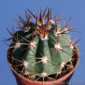Melocactus pachyacanthus