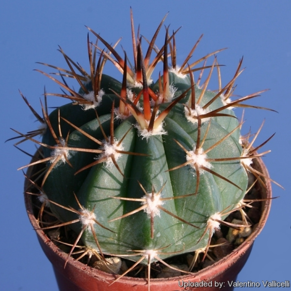 Файл:Melocactus pachyacanthus 11852.jpg
