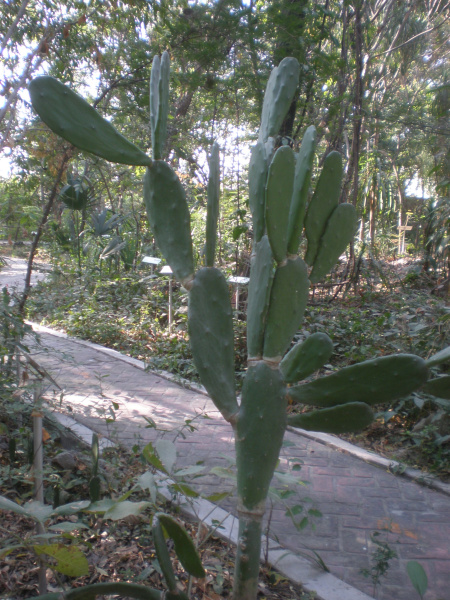 Файл:Opuntia auberi 1c.JPG