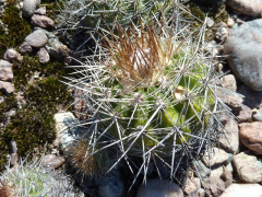 Parodia langsdorfii 11.jpg