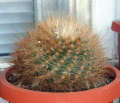Parodia penicillata 4.jpg