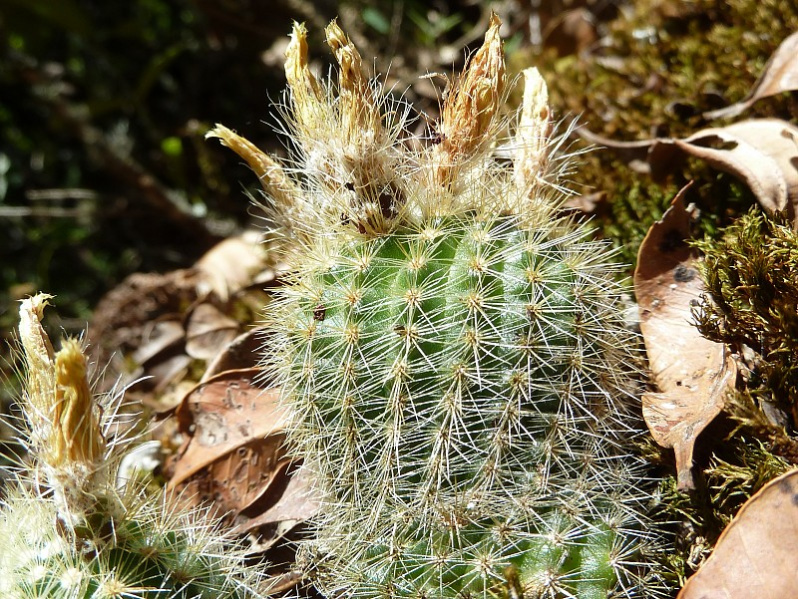 Файл:Parodia rechensis 1.JPG