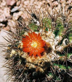 Parodia tuberculata w6.jpg