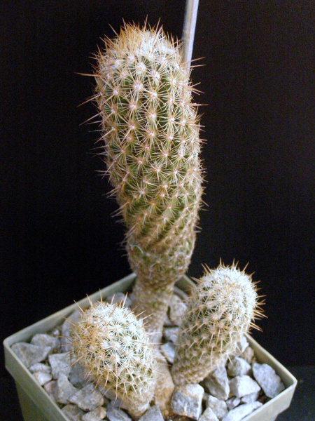 Файл:Thelocactus hastifer.JPG