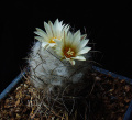 Turbinicarpus schmiedickeanus ssp. dickisoniae 3.jpg