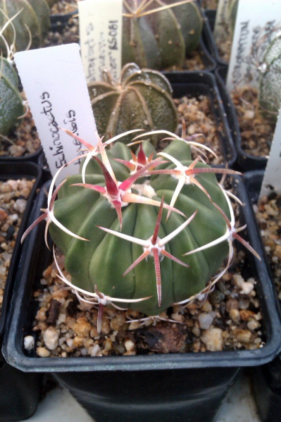 Файл:Echinocactus texensis -el pistolero.jpg
