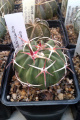 Echinocactus texensis -el pistolero.jpg