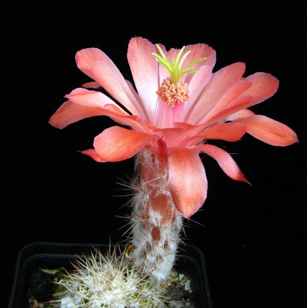 Файл:Echinocereus acifer ssp. huitcholensis.jpg