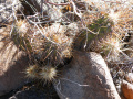 Echinocereus brandegeei 3.jpg