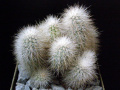 Echinocereus nivosus LAU 739