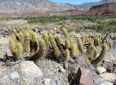 Echinopsis camarguensis.JPG