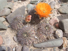 Echinopsis chrysantha 1.JPG